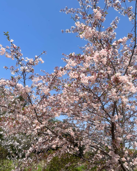画像495