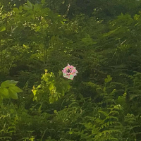 画像564