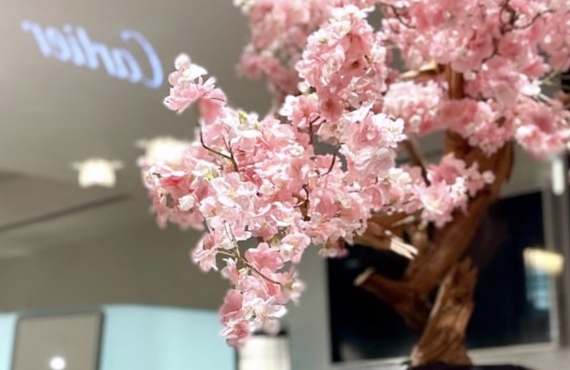 1500年の歴史を紡ぐ越前和紙で作り上げる桜アートディスプレイオブジェの製作からレンタルまで幅広く対応します | 唯一無二の桜造形美をお手頃な価格で提供