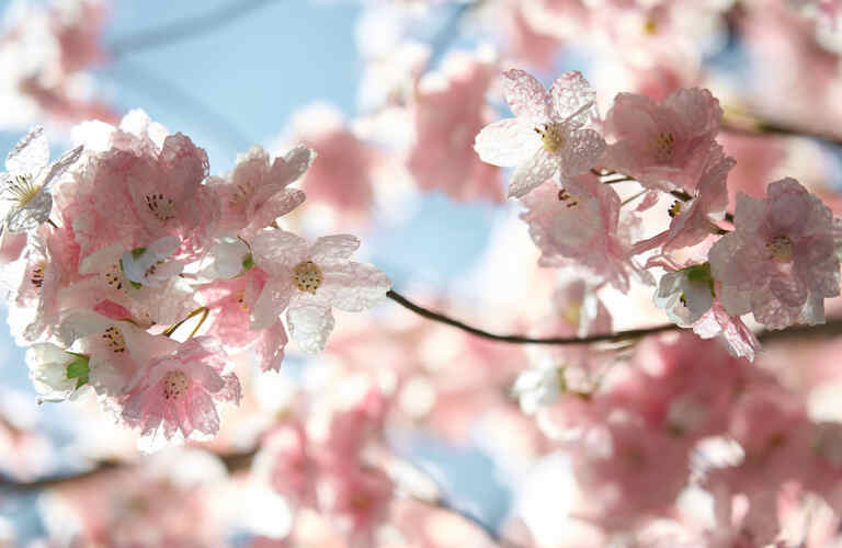 伝統美を伝える和紙の造形でイベントを企画、季節に縛られない桜の演出