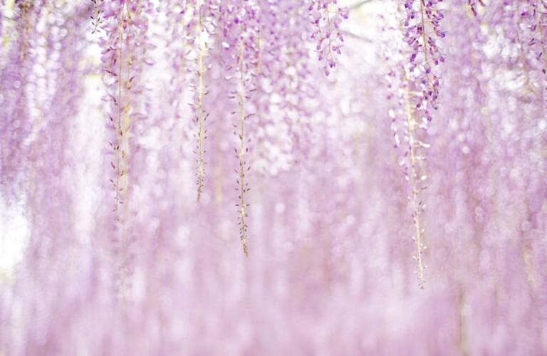 和紙で彩る梅や桜、藤のイベント装飾！開花時期に縛られない空間づくりの企画とは？