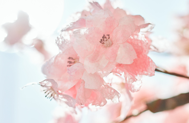 春のイベント企画に桜と人工雪を、越前和紙で描く季節の境界を超えた風景