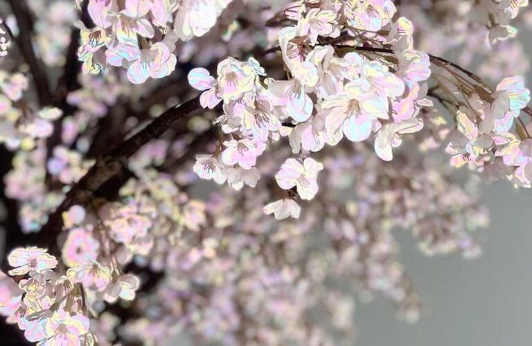 訪れる人の記憶に残る！桜を使った季節演出と空間企画	